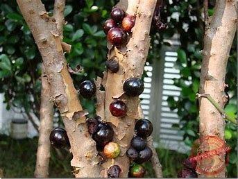 Le jaboticaba