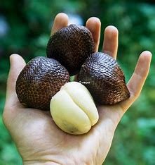 Le salak ou fruit du serpent