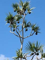 Pandanus