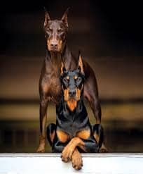 Dober en deux
