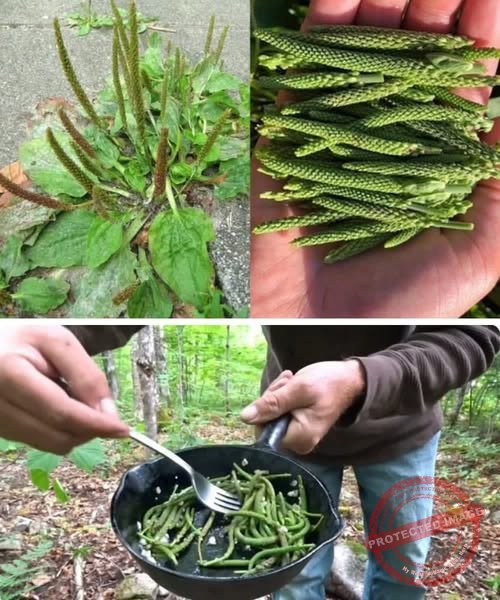 Le plantain (Plantago major / Plantago lanceolata) est une plante médicinal