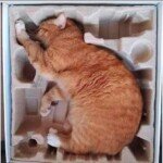 606013442_2038123550063585_4964730027690070282_n